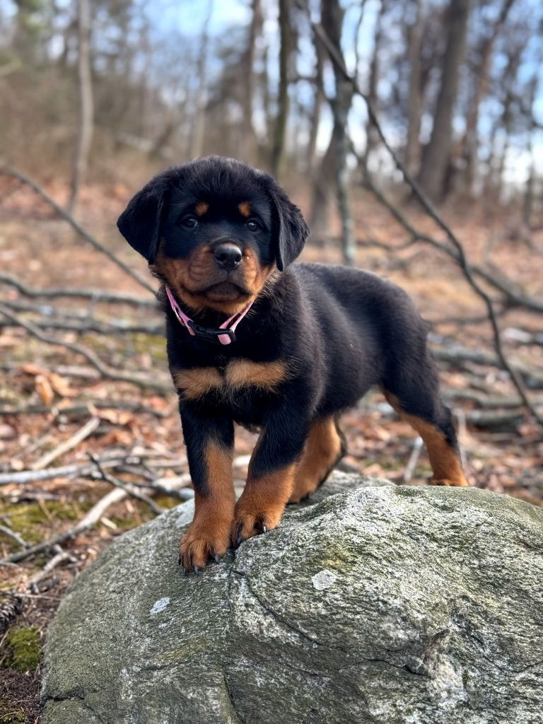 Spartan Rottweilers Amara Puppy in the woods pose
