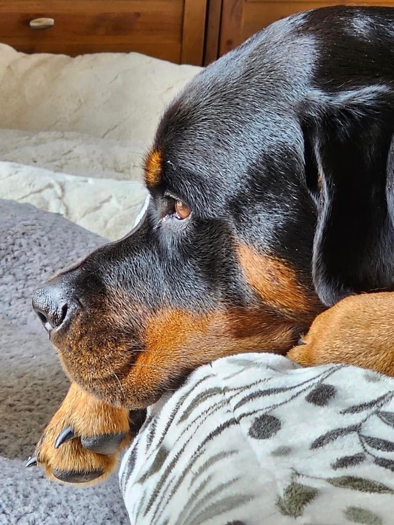 Calypso grown pup of 
Spartan Rottweilers