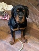 Spartan Rottweilers Xena puppy