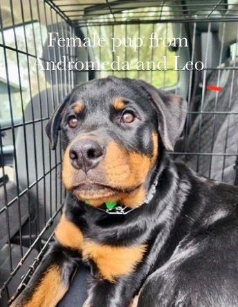 Spartan Rottweiler's Andromeda puppy in kennel