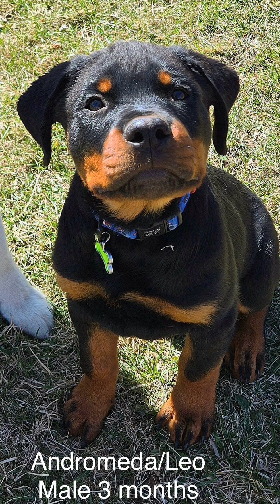 Spartan Rottweiler's Andromeda puppy handsome dude
