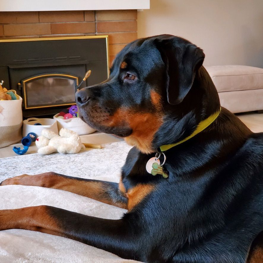 Calypso grown pup of 
Spartan Rottweilers