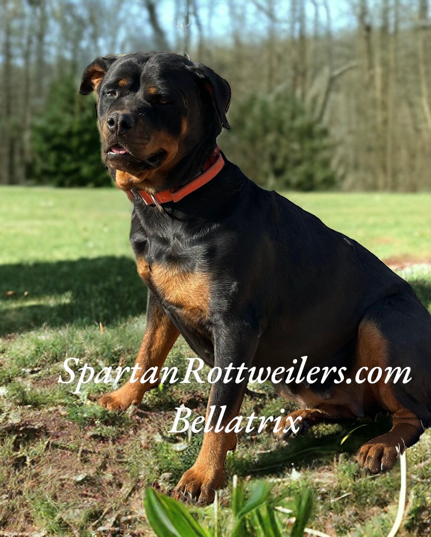 Adult Rottweiler looking into the distance. Smiling dog. 