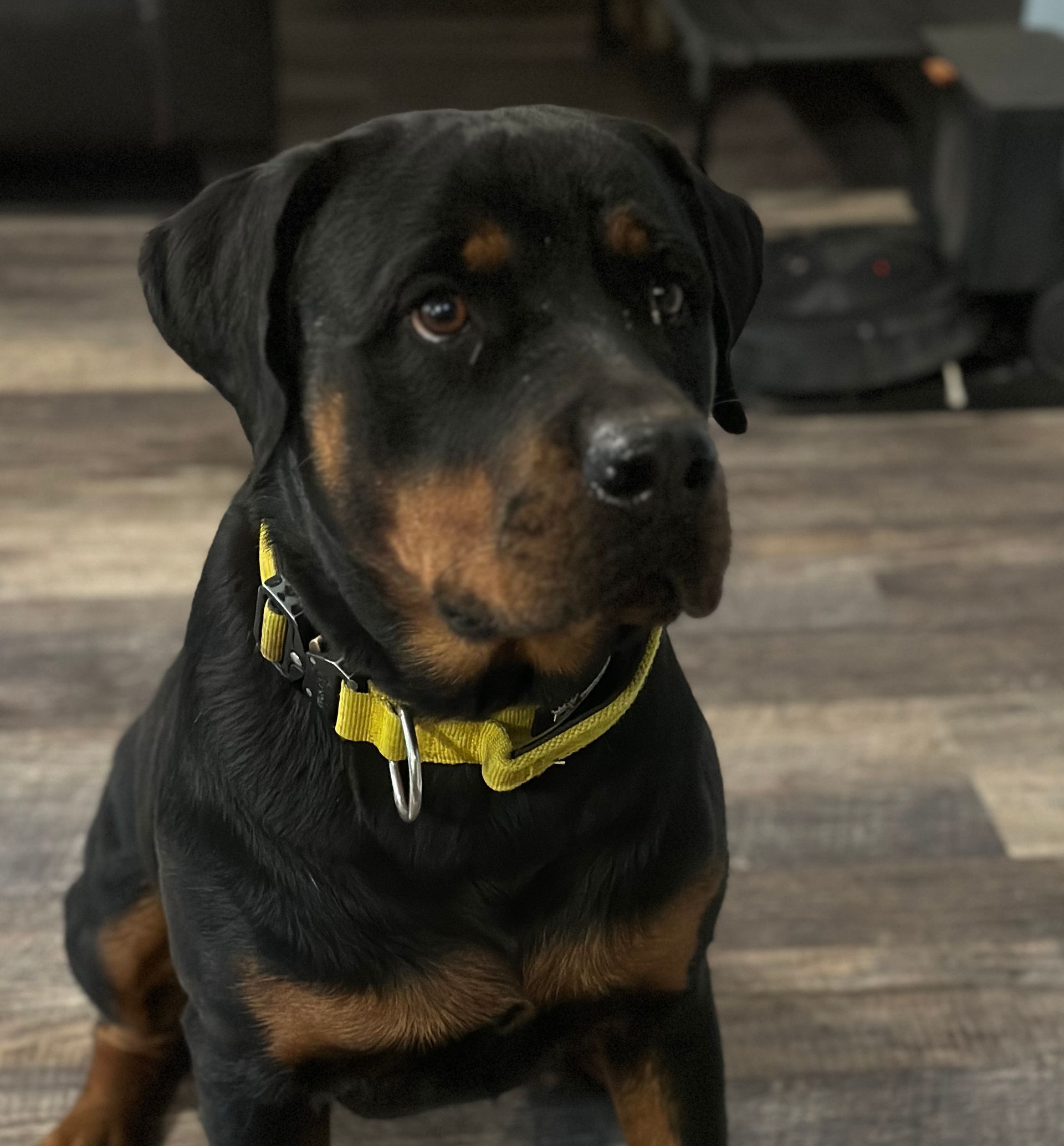 Leo - Male Rottweiler of Spartan Rottweilers