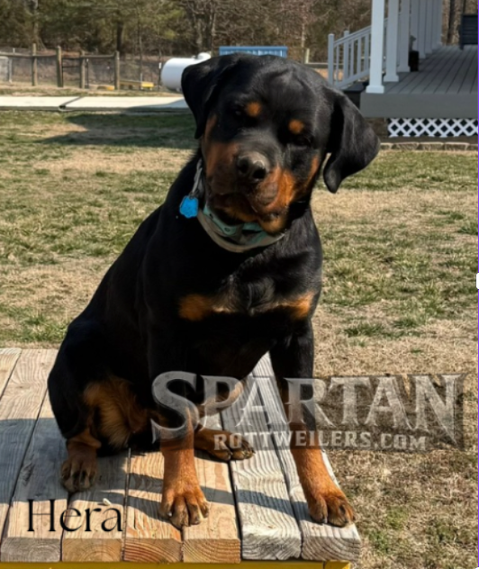 Hera of Spartan Rottweilers