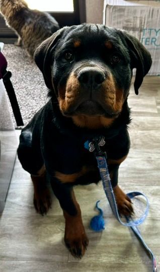 Spartan Rottweiler's Andromeda puppy