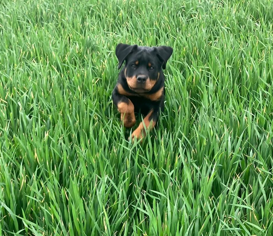 Spartan Rottweiler's Andromeda puppy running in grass