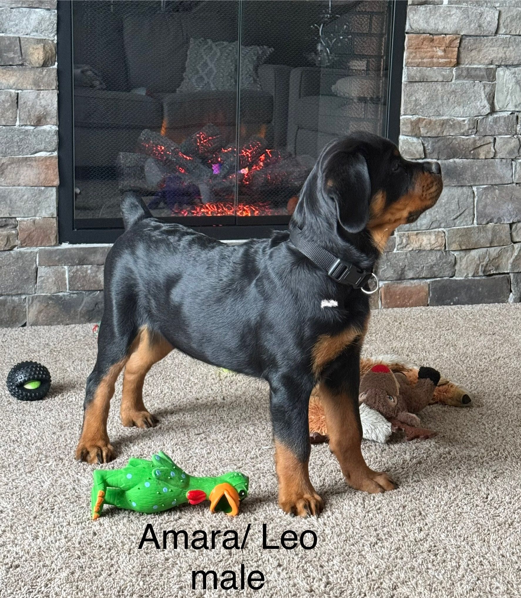 Spartan Rottweilers Amara Puppy strutting his stuff