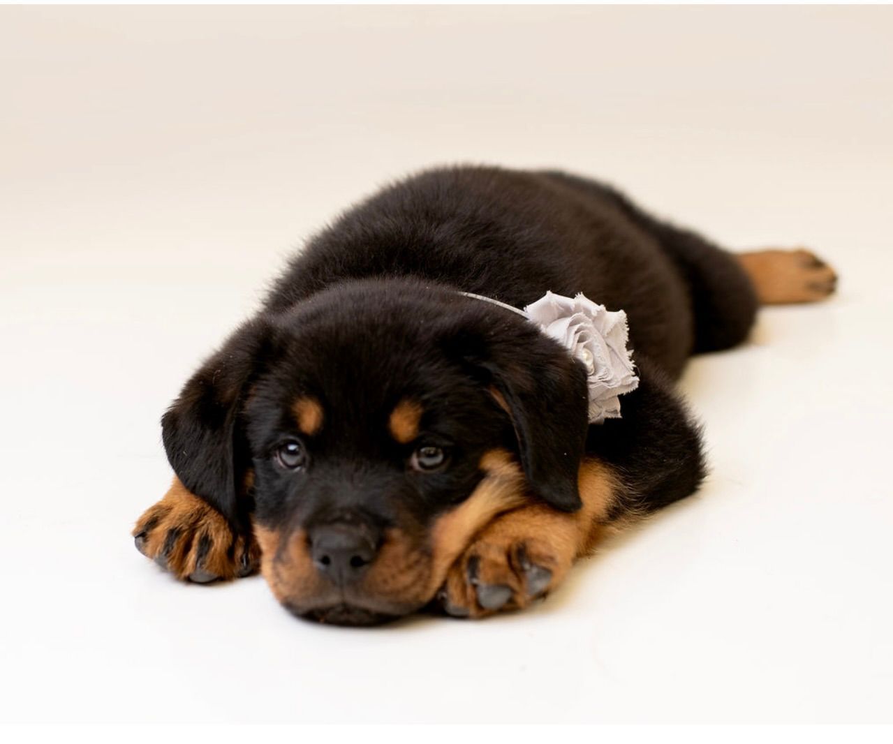 Puppy laying down