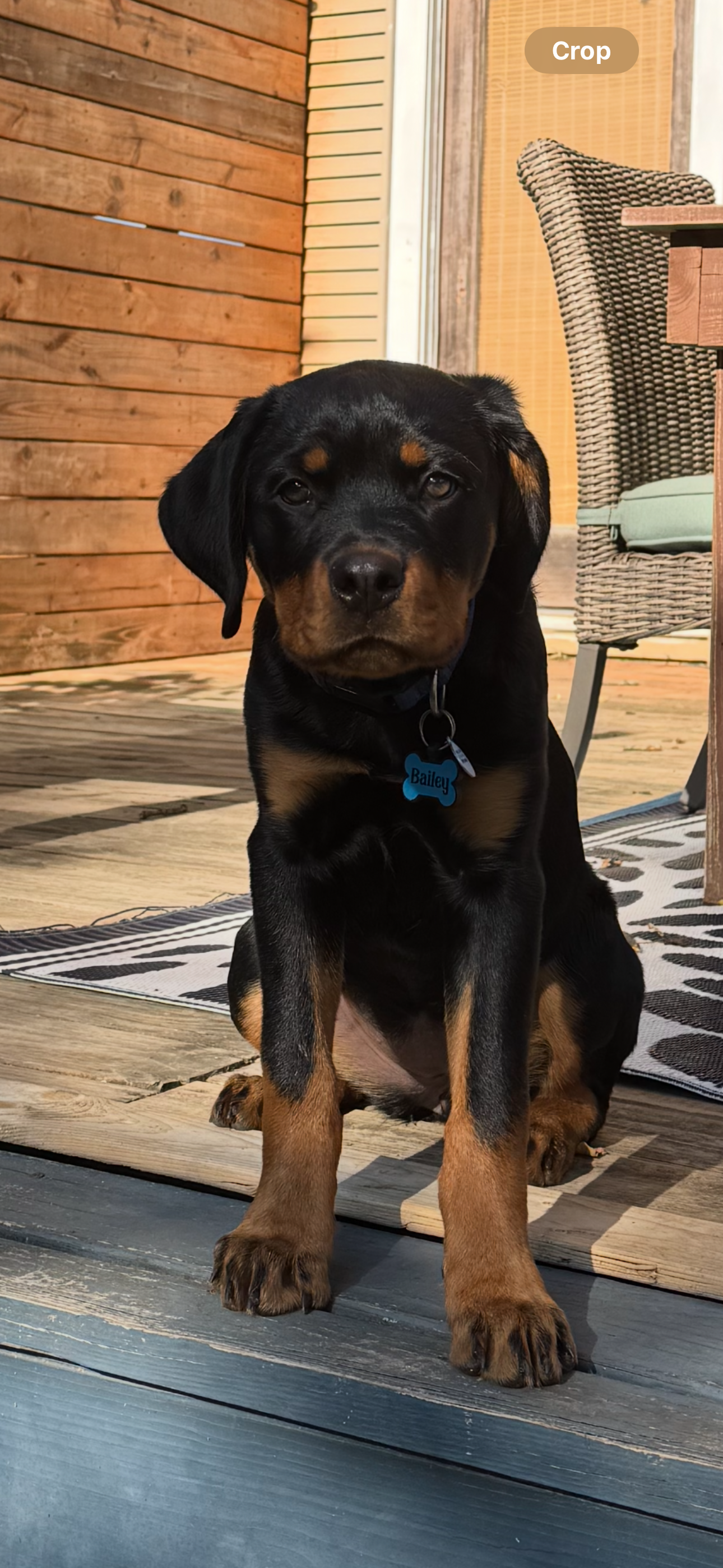 Spartan Rottweilers Amara Puppy gorgeous male