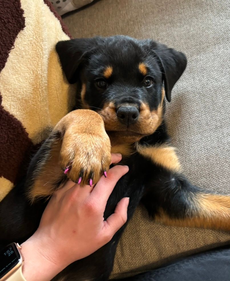 Puppy shows painted nails