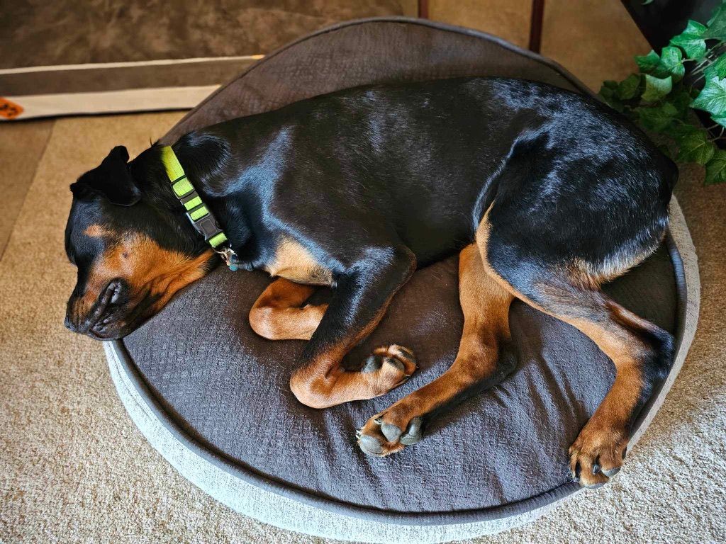 Calypso pup of 
Spartan Rottweilers