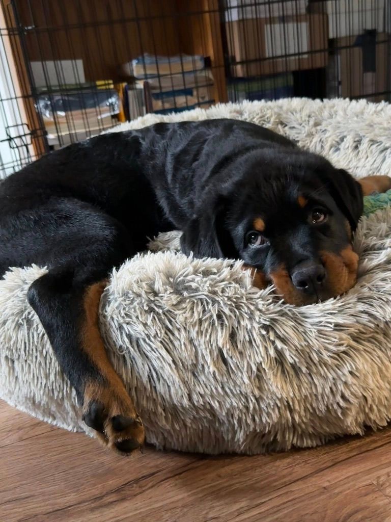 Spartan Rottweilers Xena puppy
