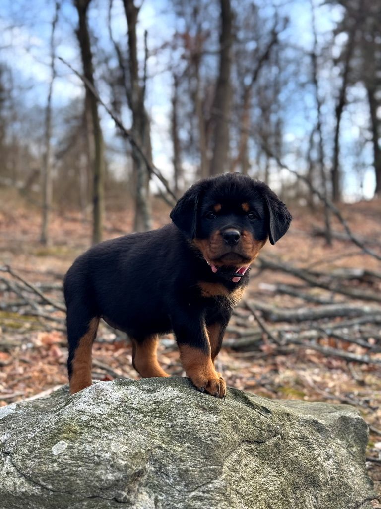 Spartan Rottweilers Amara Puppy in the woods