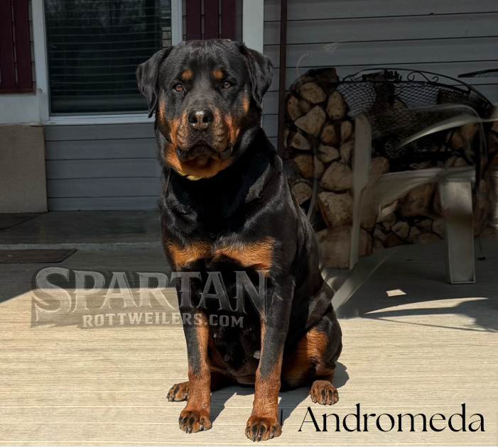 Leo - Male Rottweiler of Spartan Rottweilers