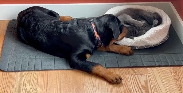 Spartan Rottweiler's  Xena puppy with cat