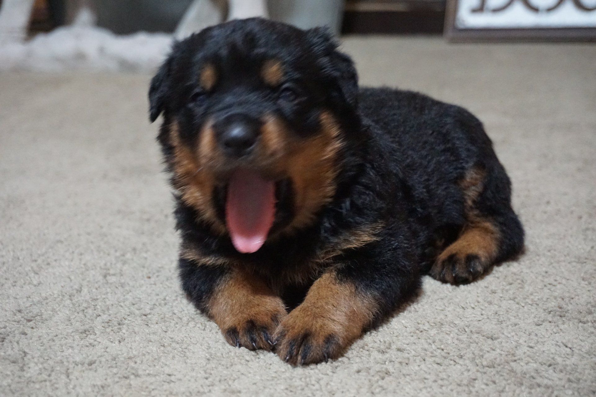 Puppies sleep a lot during the first few weeks
