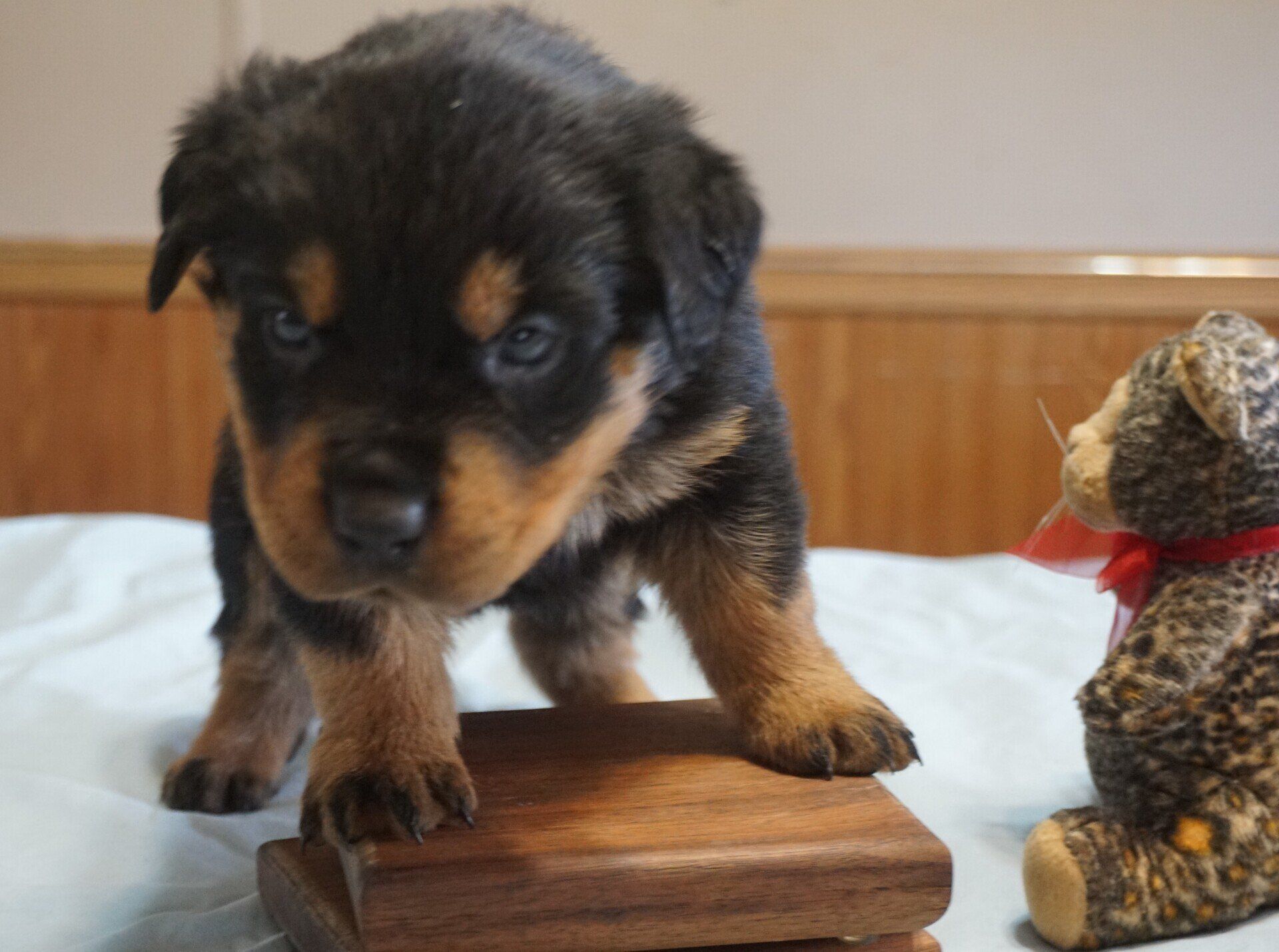 Puppies open their eyes at approximately 2 weeks old