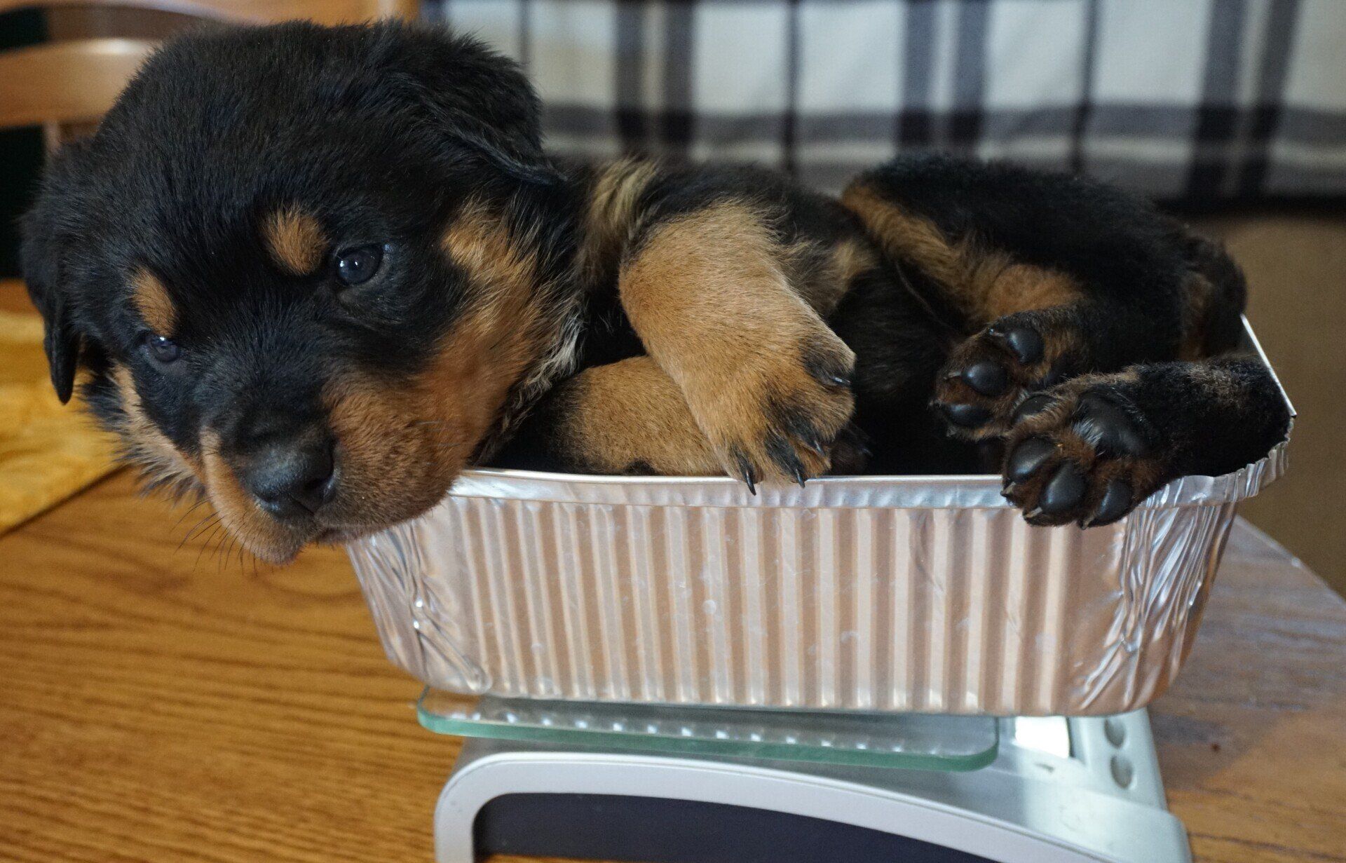 Puppy overflowing from bread pan during weighing