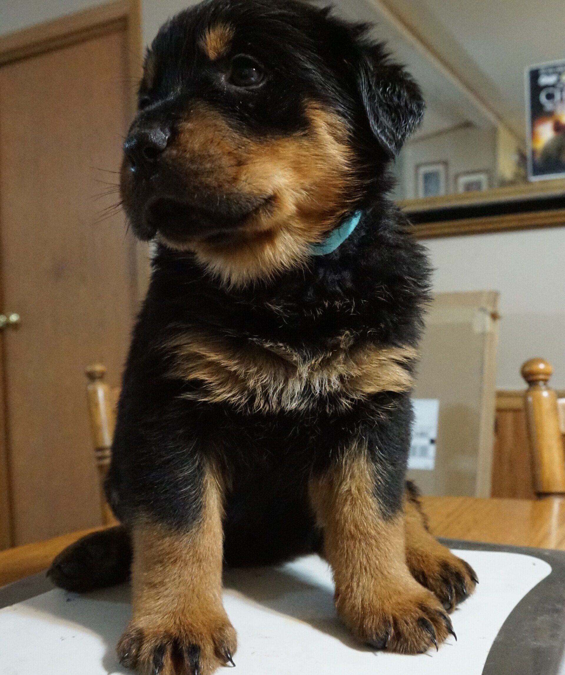 Proud stance of Rottweiler puppy