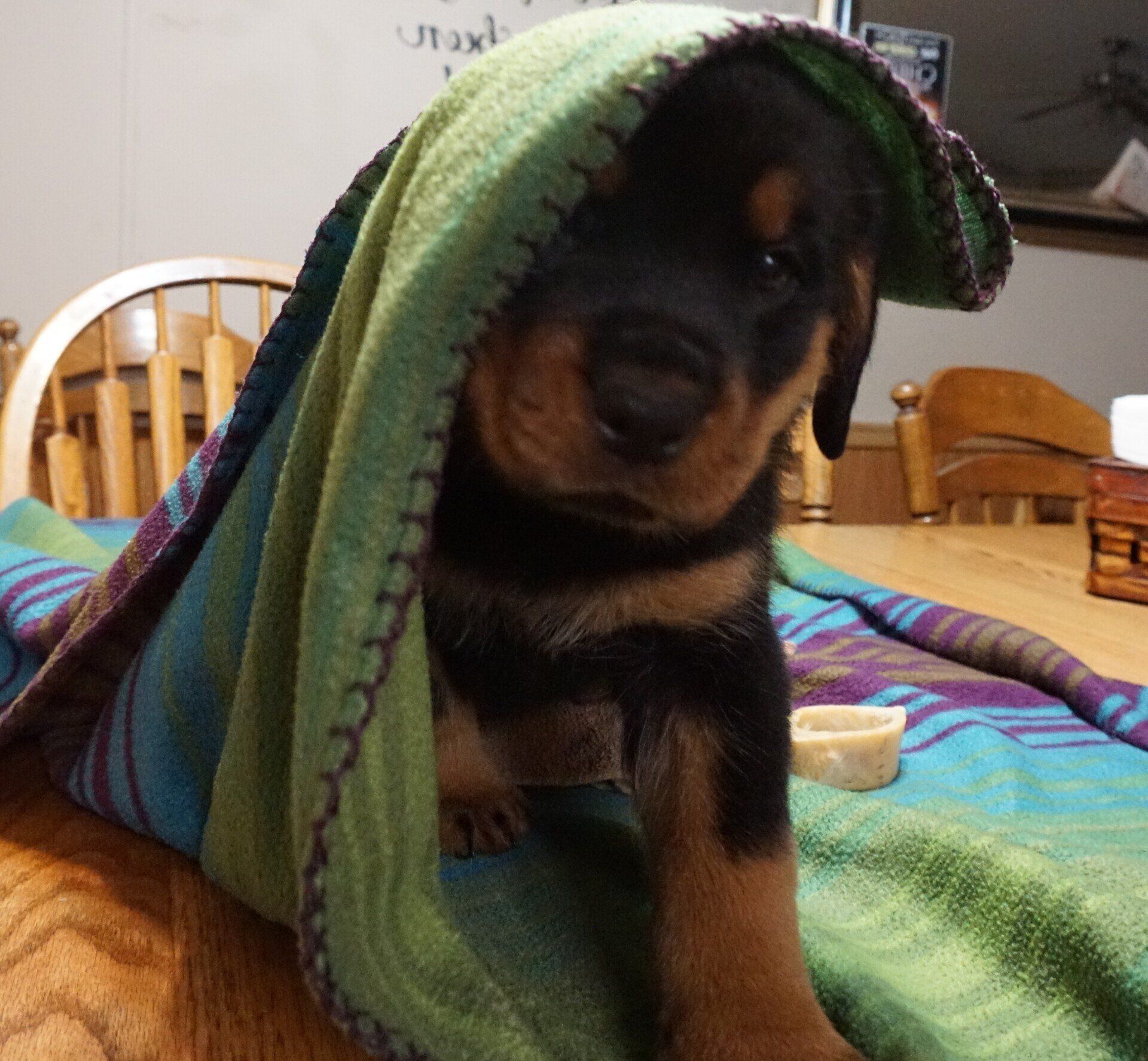 Spartan Rottweilers German Rottweiler puppy playing in a blanket