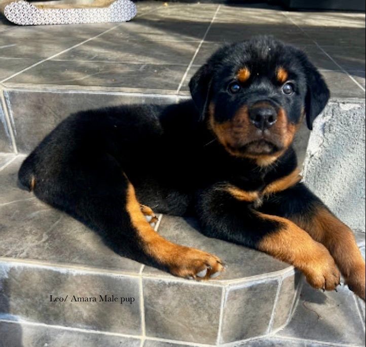 Spartan Rottweilers Amara Puppy on the step