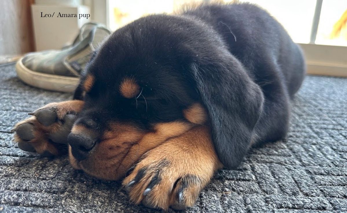 Spartan Rottweilers Amara sleeping puppy