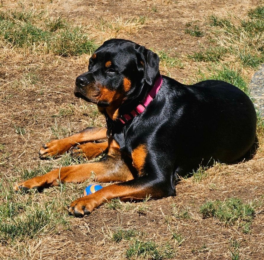 Calypso grown pup of 
Spartan Rottweilers