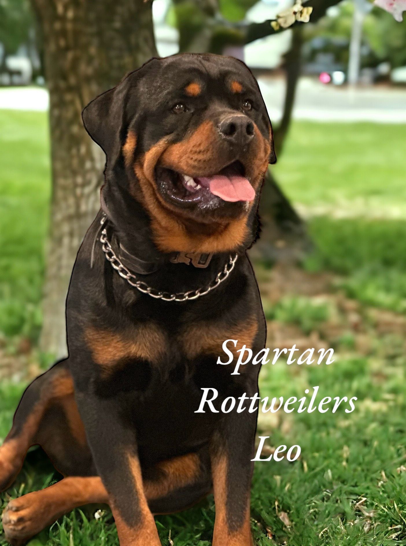 Male Rottweiler of Spartan Rottweilers with toddler girl giving him a hug