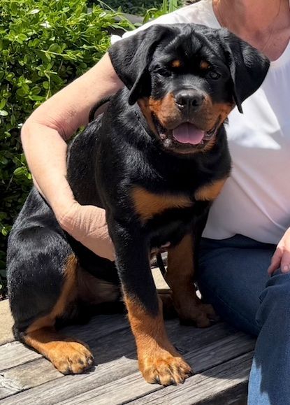 Spartan Rottweilers Amara Puppy in the latp