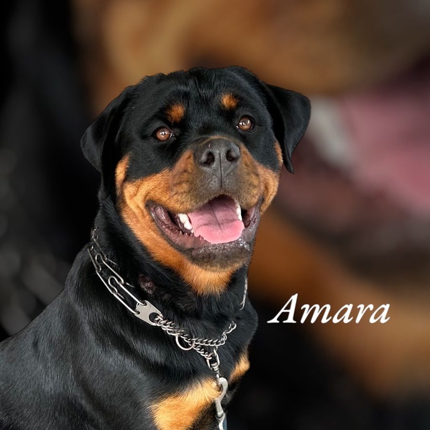 Three year old female Rottweiler of Spartan Rottweilers