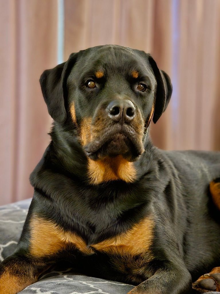 Calypso grown pup of 
Spartan Rottweilers