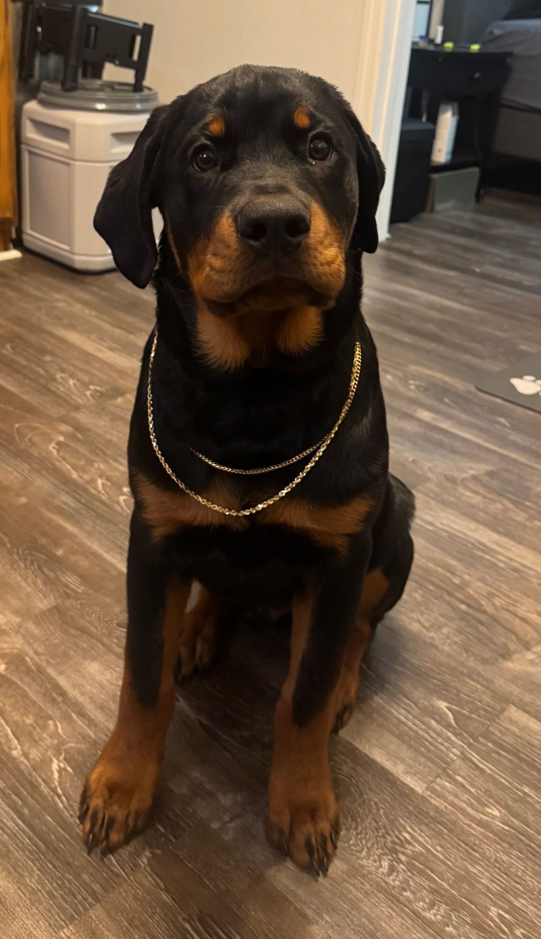 Spartan Rottweiler's Andromeda puppy with jewelry