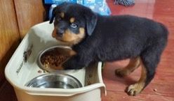 Spartan Rottweilers Xena puppy