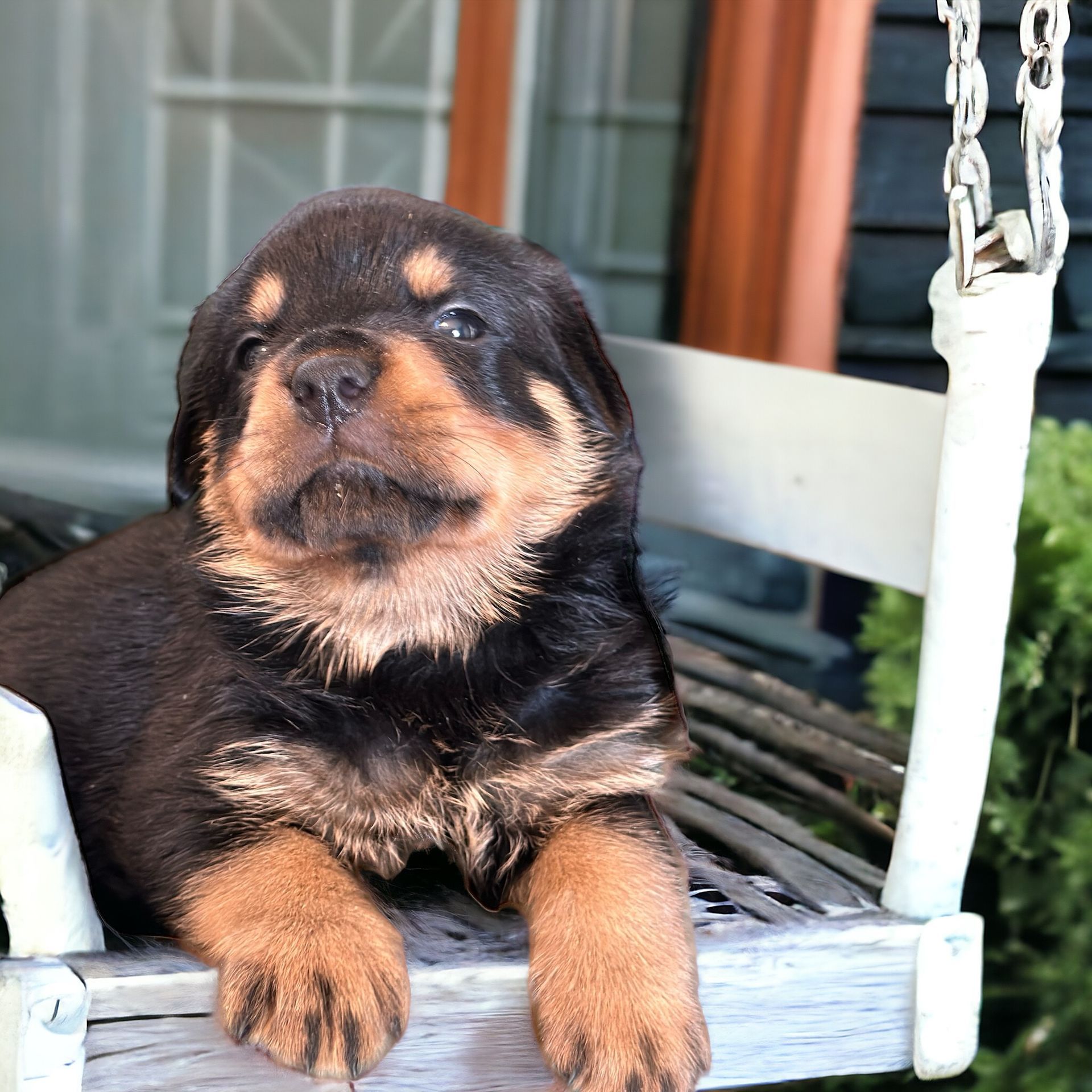 Rottweiler puppy on a swing
