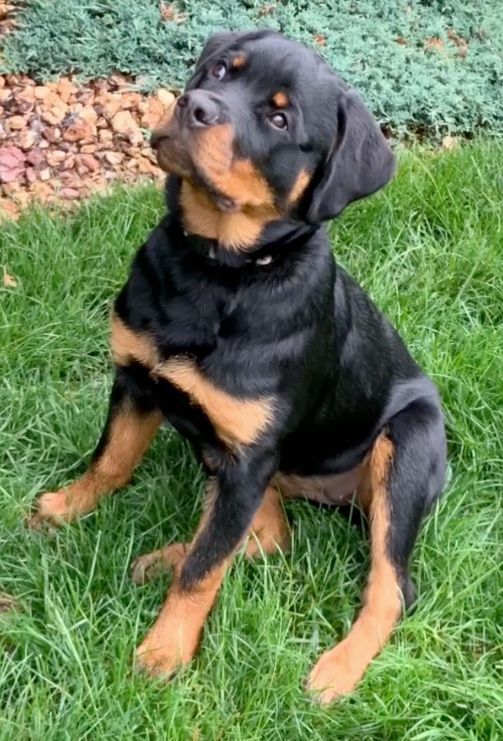 Spartan Rottweilers Andromeda puppy all eyes
