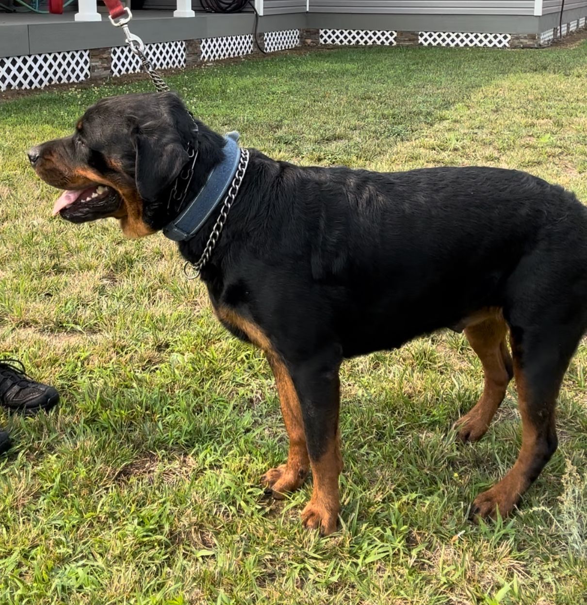 Genesis Rottweilers Sire and Dams