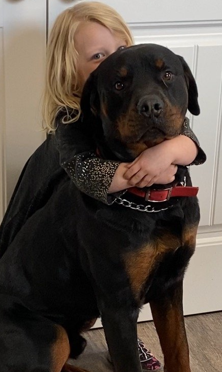 Snuggling with an adult Rottweiler