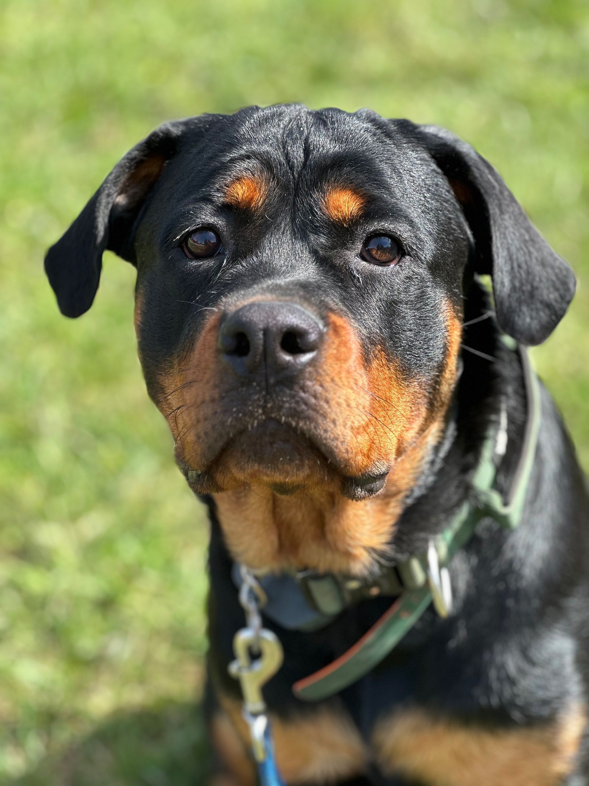 Adult Rottweilers