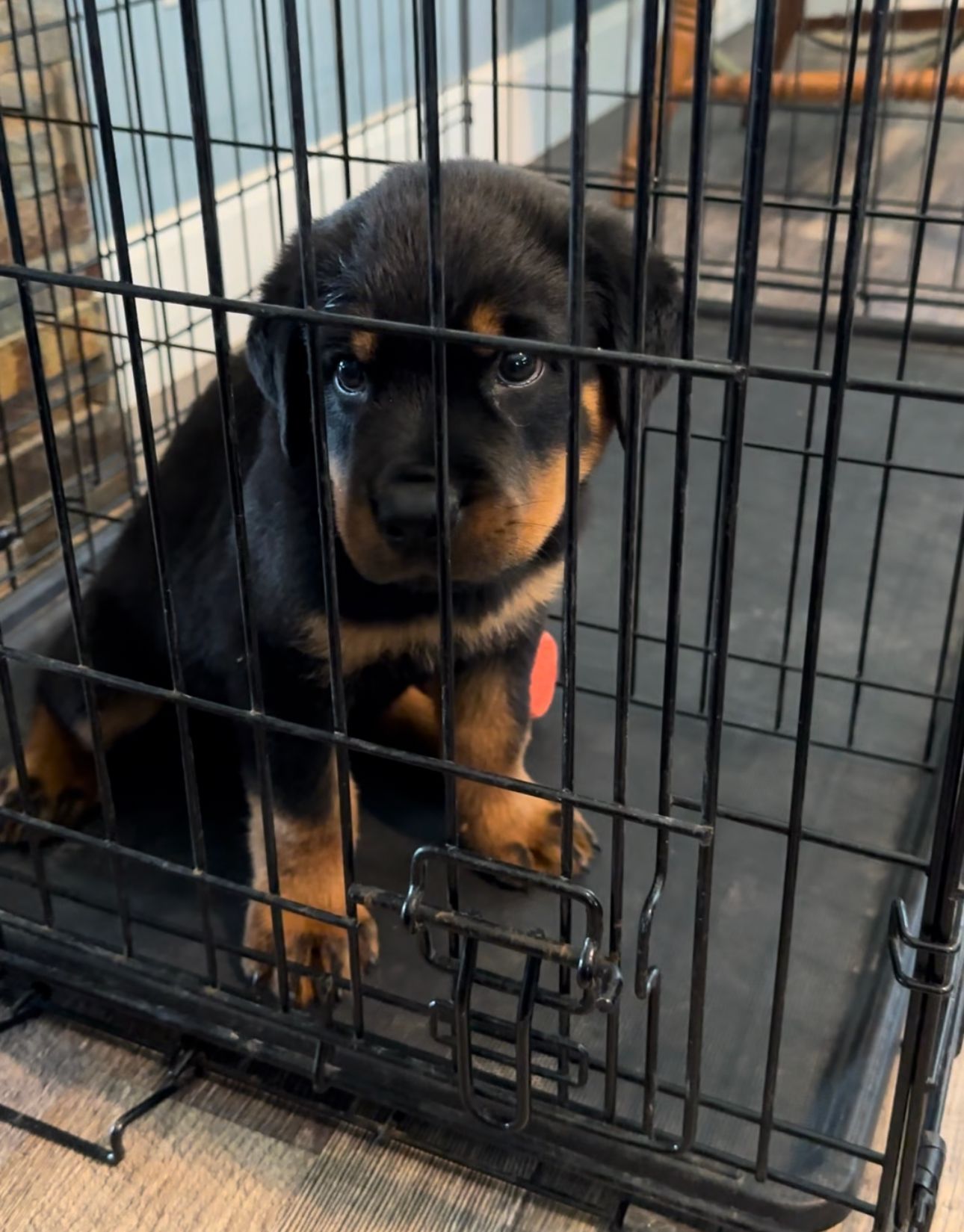Puppy in a wire kennel