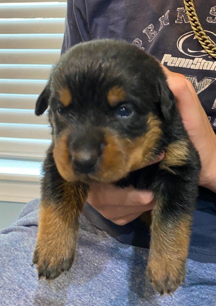 Emperor Rottweilers Spartan Rottweilers - Dog Breeder of AKC Rottweilers