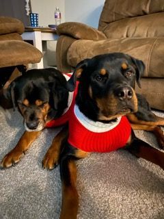 Puppies ready for Christmas in Christmas collars