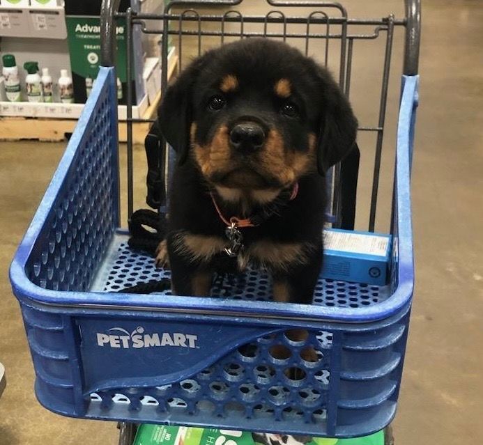 Puppy in a petsmart basket
