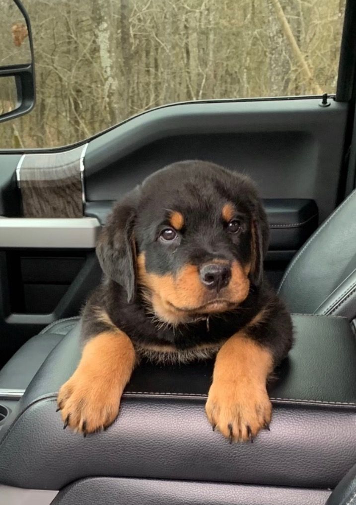 Happy Male Rottweiler puppy looking at its owner