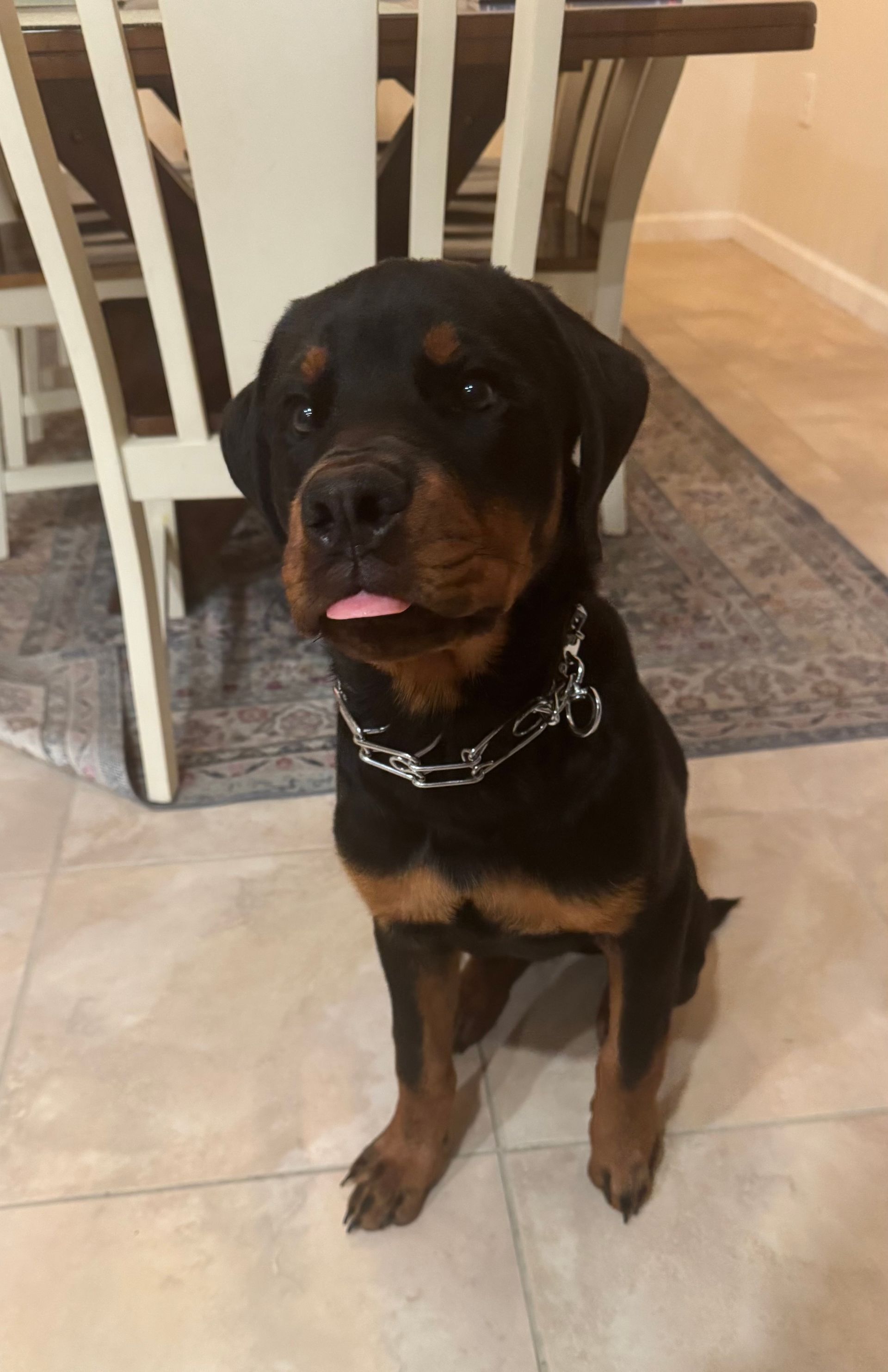 Spartan Rottweiler's Andromeda puppy tongue