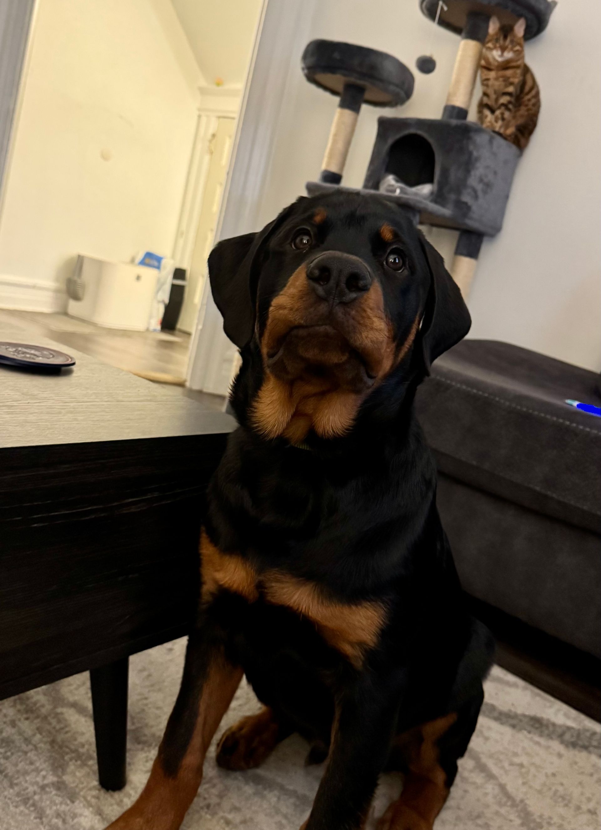 Spartan Rottweiler's Andromeda puppy in living room