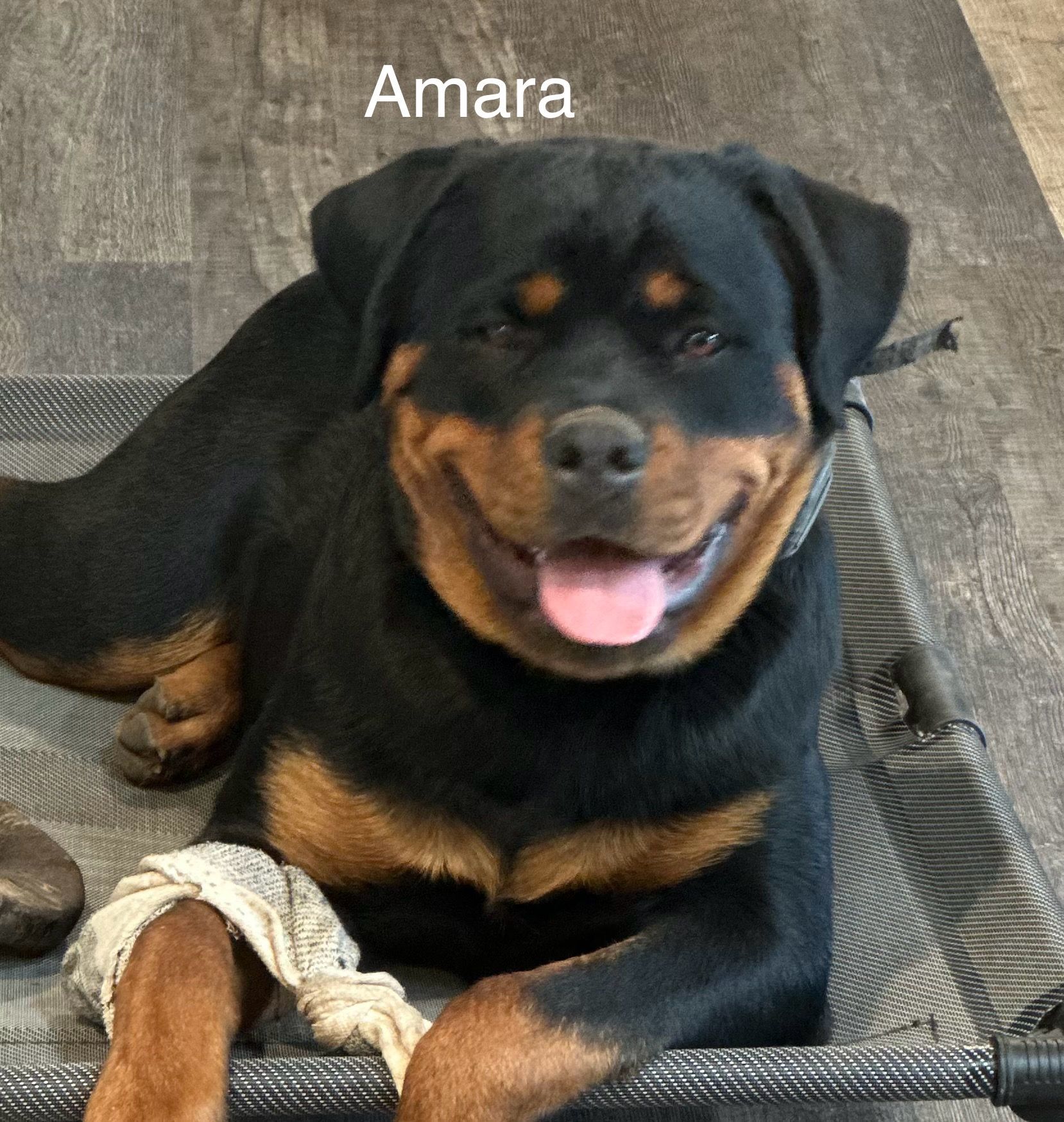 Three year old female Rottweiler of Spartan Rottweilers