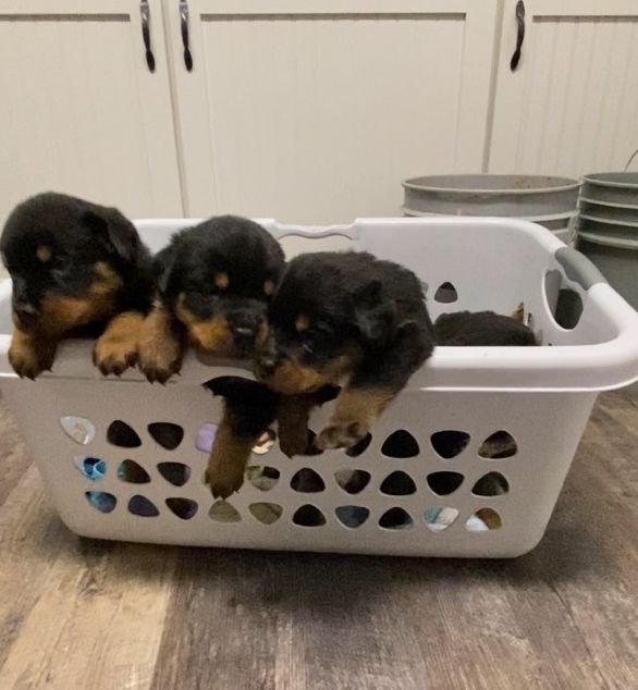 Should you choose a male or female puppy for your new Rottweiler puppy