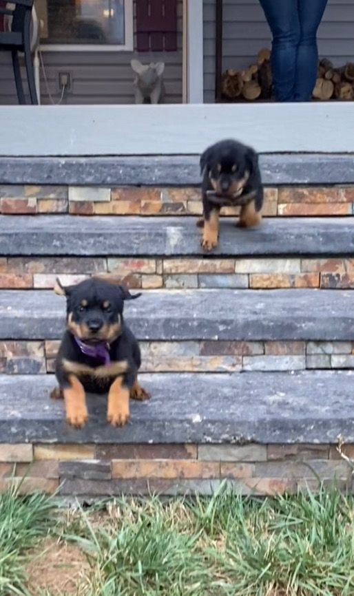 Puppies hoping down the stairs