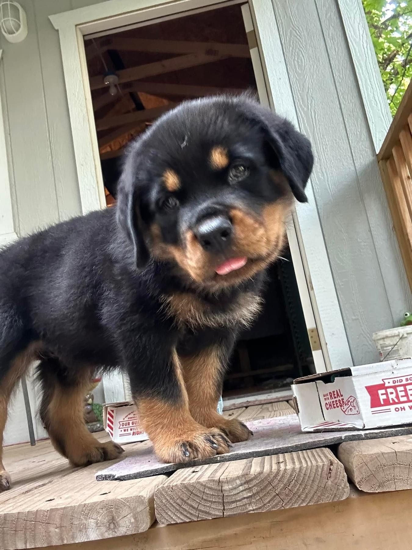 Rottweiler puppy